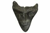 Bargain, Fossil Megalodon Tooth - South Carolina #297422-1